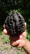 Fruto maduro de Carpotroche brasiliensis.