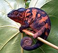 Furcifer pardalis