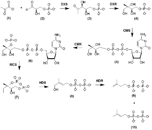 Formation of IPP and DMAPP from Pyruvate and Glyceraldehyde 3-Phosphate