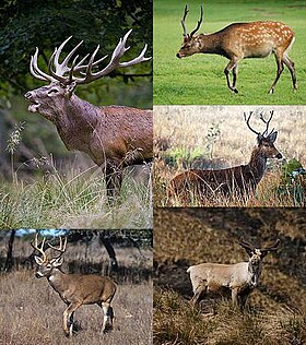 Espécies da família Cervidae. Lado esquerdo: alto, veado-vermelho; baixo cariacu. Lado direito: alto, sica; meio, barissanga; baixo, rena.