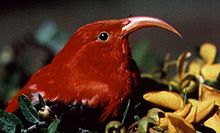 Iiwi, Vestiaria coccinea