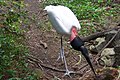 Jabiru