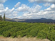 A lemon orchard in the Upper Galilee in Israel