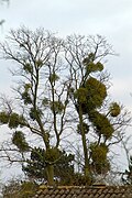 Arbre parasité par du Gui