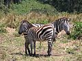 Two zebras