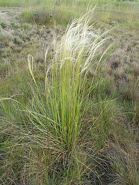 Stipa borysthenica Foto: Krzysztof Ziarnek