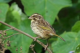 Semeador raiado (Crithagra striolata)