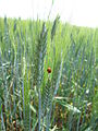 Hartweizen (Triticum turgidum subsp. durum)