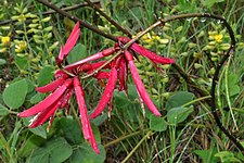 Coral bean (Erythrina herbacea) Tyler County