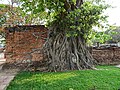 Pho-Baum mit eingewachsenem Buddha-Kopf im Wat Mahathat Ayutthaya, Thailand