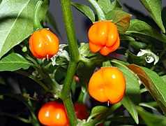 Variété caribéenne de Capsicum chinense (Habanero).