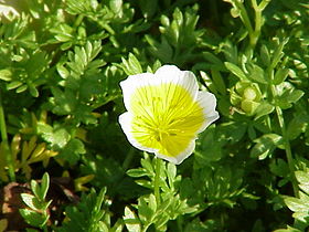 Limnanthes douglasii