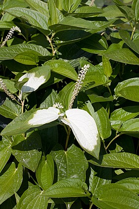 Saururus chinensis em flor.