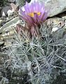 Sclerocactus glaucus