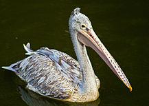 Spot-billed Pelican