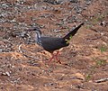 Monias benschi (Mesotornthidae), endemia en la ekoregiono.