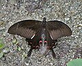 Papilio helenus