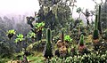 Plantas in Parco Rwenzori, Uganda