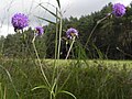 Habitus mit Blüten