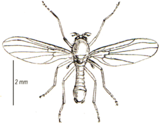 Thaumalea testacea, un Thaumaleidae