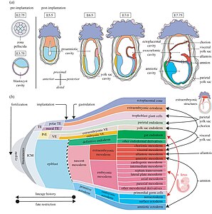 De veranderende morfologie en weefselsamenstelling van het muisembryo.