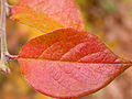 Cotoneaster lucidus