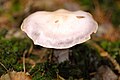 !Cortinarius camphoratus!