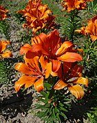 Lilium bulbiferum cultivar 'Ukraine'