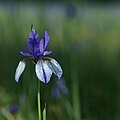 Sibirische Schwertlilie (Iris sibirica)