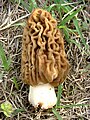 Morchella elatoides