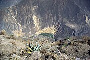 At the bottom of the canyon, near Cabanaconde, is an "Oasis" with several tourist resorts.