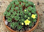 Dionysia termeana