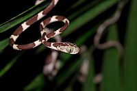 Serpent très fin au corps allongé