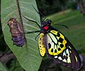 Ornithoptera priamus