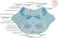 Horizontal section through the lower part of the pons. The medial lemniscus is labeled #17.