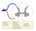 Cross-section of spinal cord with the grey matter labelled.