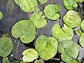 Flotblaðaplantan Nymphoides peltata.