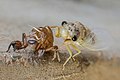 Vista frontal de una especie de cigarra (Cicadidae) con exuvia, inmediatamente después de la muda, en Laos. Como no siempre es posible estudiar insectos, crustáceos o arácnidos directamente, y debido a que las exuvias se pueden recolectar con bastante facilidad, pueden desempeñar un papel importante para ayudar a determinar algunos aspectos generales del ciclo de vida general de una especie, como la distribución, proporción de sexos, producción y prueba de reproducción en un hábitat. Las exuvias se han sugerido como un «estándar de oro» para el monitoreo de insectos. Por Basile Morin.