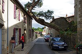 Le pin penché, avant l'étayage.