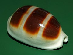 Description de l'image Cypraea asellus - Philippines-2.JPG.