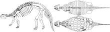 Images of skeleton: side view facing left, dorsal view, and dorsal view of dorsal plates