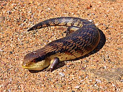 Tiliqua nigrolutea