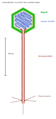 Schematischer Querschnitt durch einen Lambda-Phagen (Morphotyp Siphoviren)