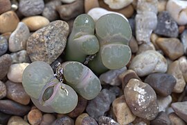 The cryptic Lithops salicola, a pebble plant, camouflaged as small stones