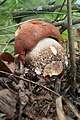 Leccinum quercinum