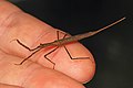 Ranatra crawling on human fingers