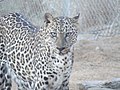 Image 37The critically endangered Arabian leopard (from Wildlife of Yemen)