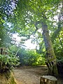 L'« arbre-girafe » dans le bois de Penfoulic (classé arbre remarquable).