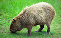 Een capibara die graast in Hattiesburg Zoo