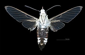 Ventral male (coll. MHNT)